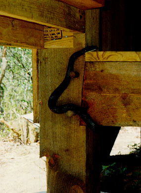 A Black Snake Enters The Plum Orchard Shelter