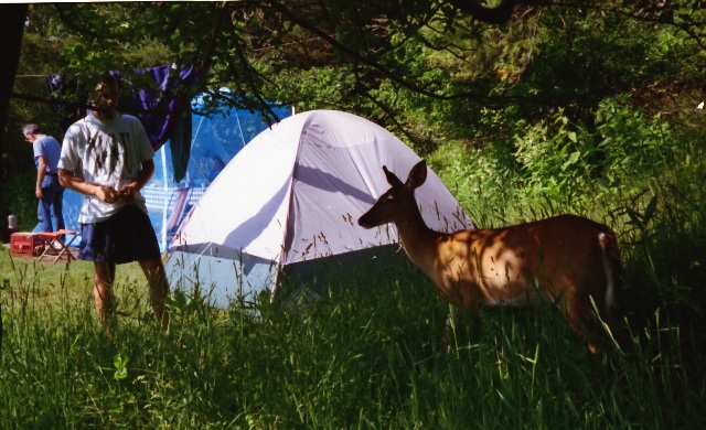 Punchbowl Shelter Area